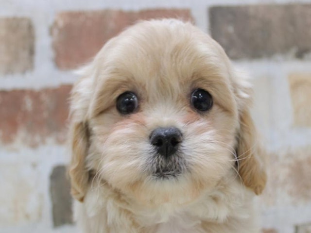 2024年2月26日生まれのハーフ犬の1枚目の写真